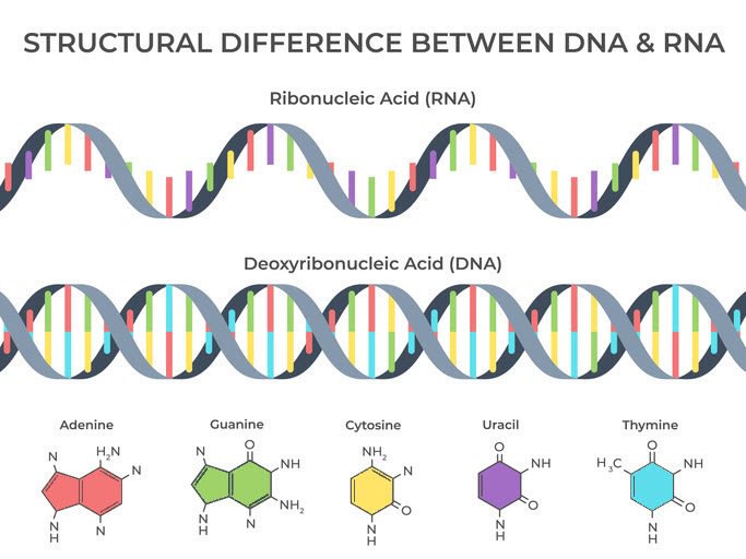 DNA is double-stranded (A G C T). RNA is single-stranded (A G C U).