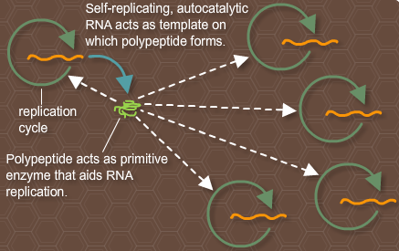 RNA World — code and catalyst