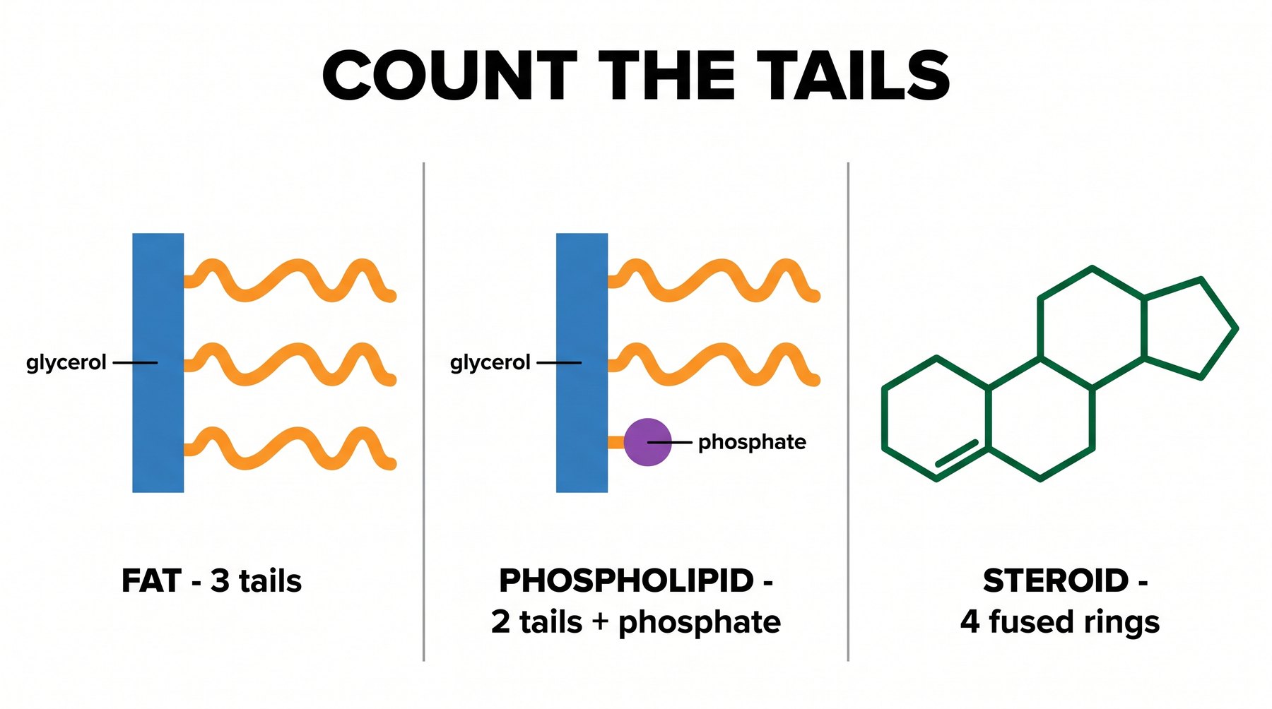 Count the tails: 3 = fat, 2 + phosphate = phospholipid, 4 rings = steroid.