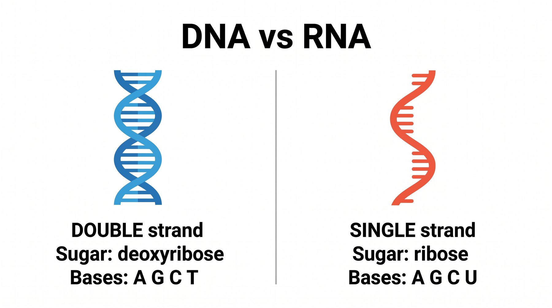 DNA is double-stranded with T. RNA is single-stranded with U.