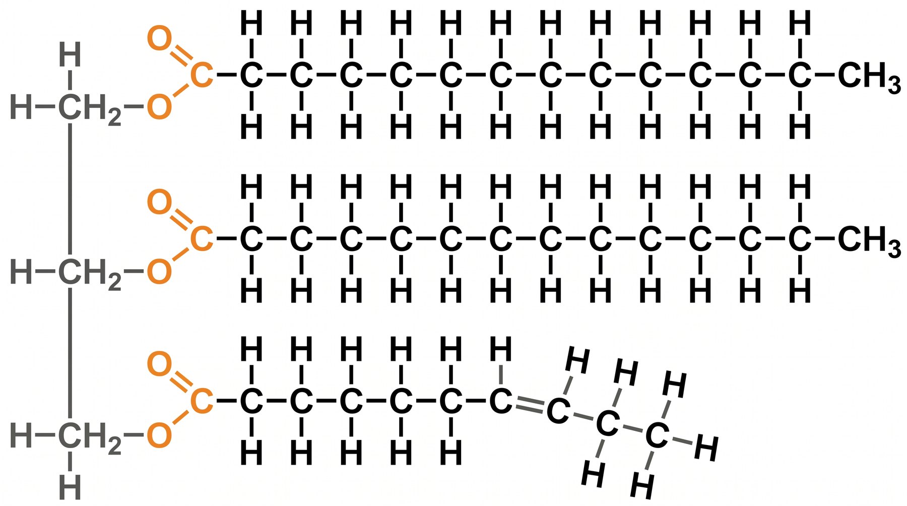 A fatty acid chain — the 'tail'