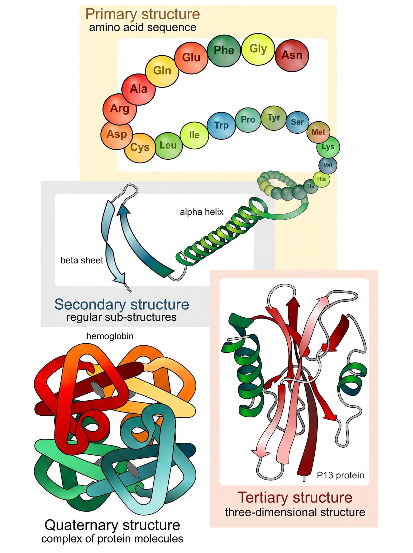 Amino acids chain up and fold into a protein