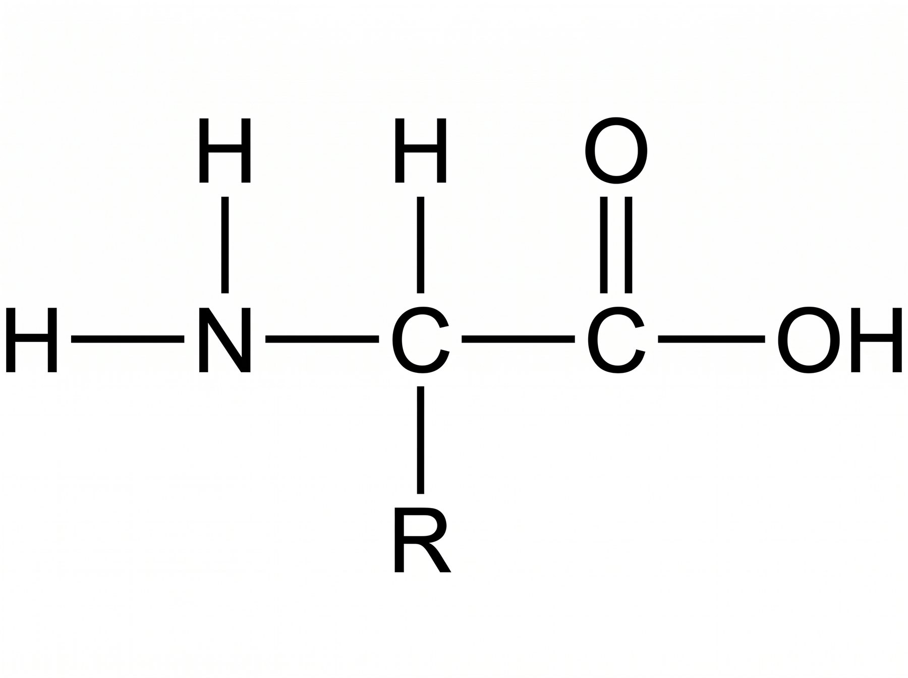 An amino acid: central carbon + amino group + carboxyl group + H + R group