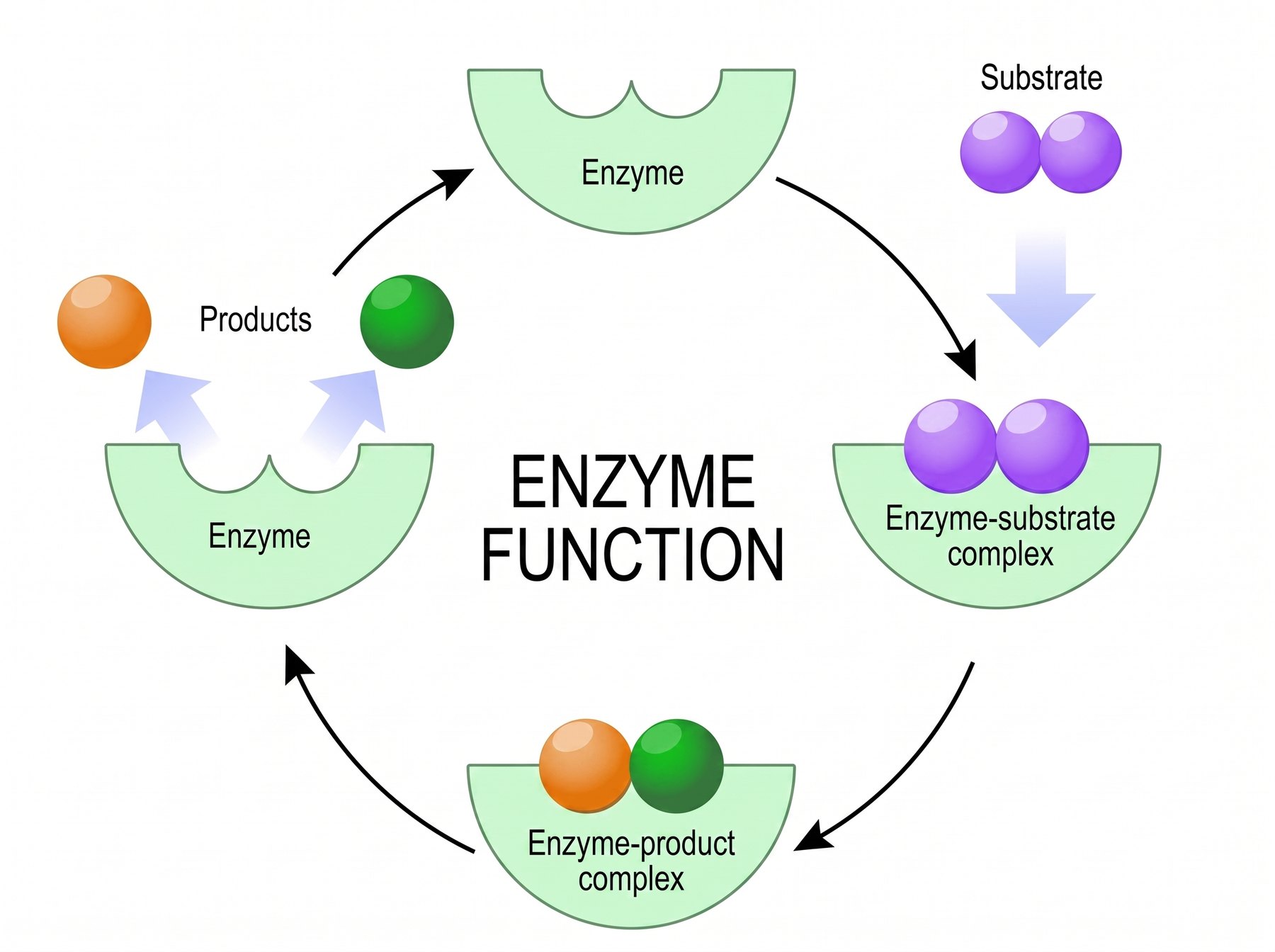 Lock and key: the active site fits only one substrate