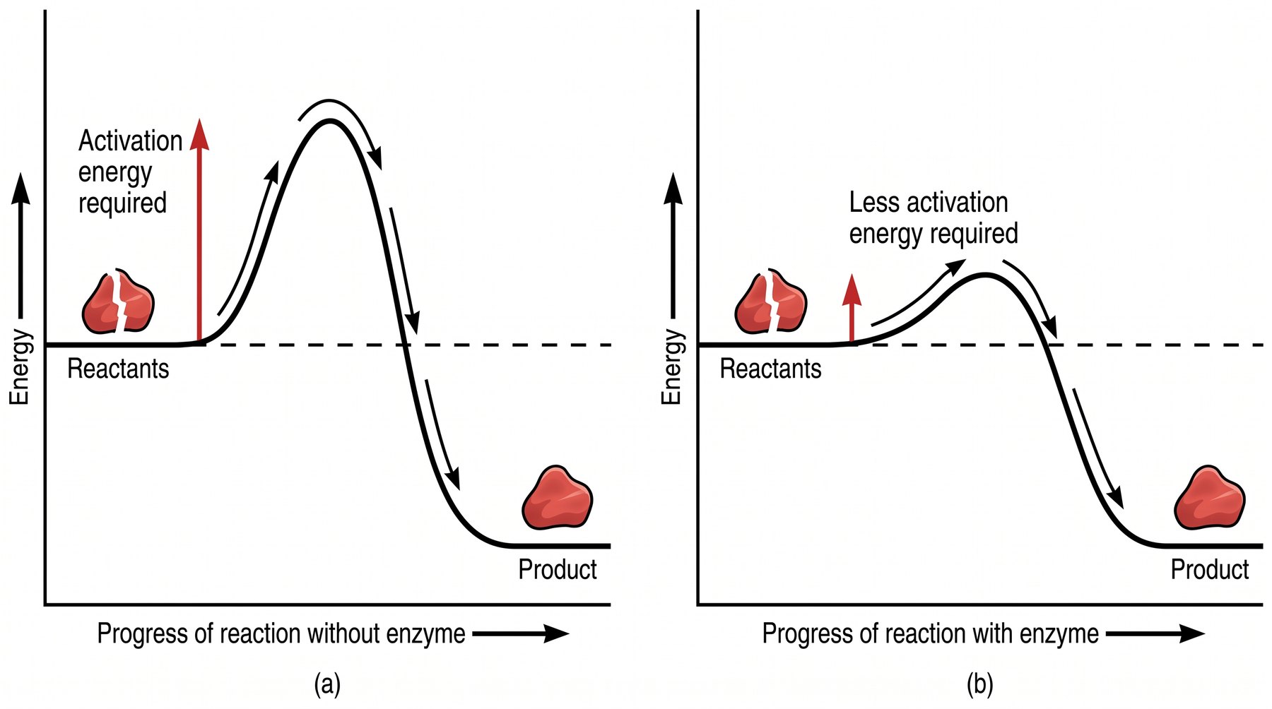 With an enzyme the hill is LOWER — start and end energy are unchanged