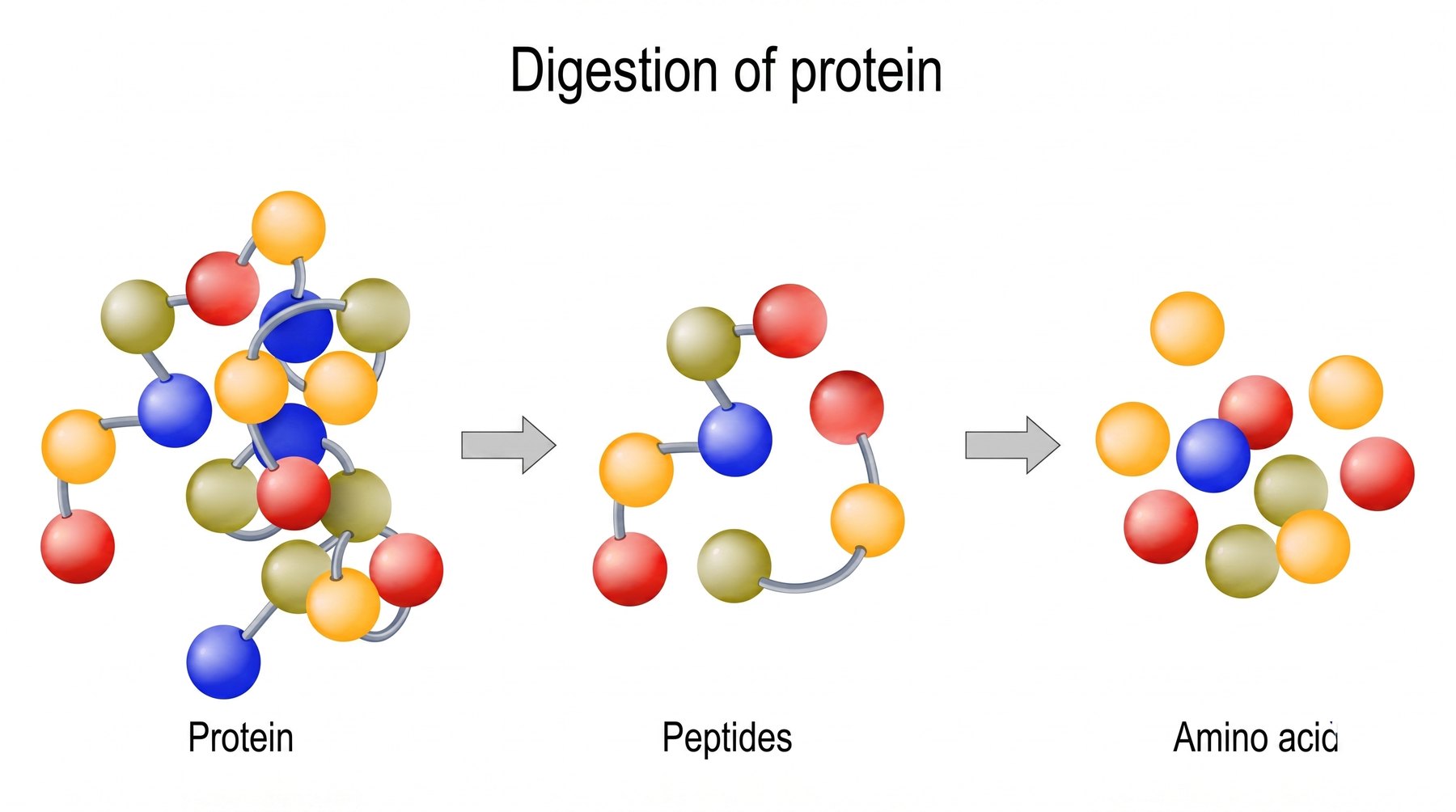 A digestive enzyme: protein → peptides → amino acids